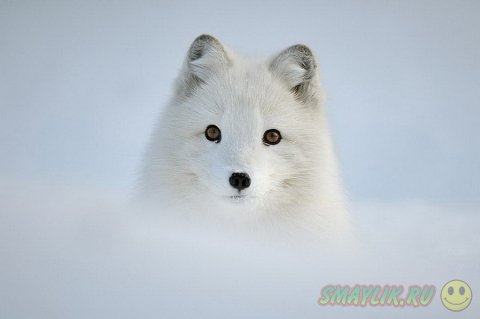 ����, �������� �������� � ������� ������