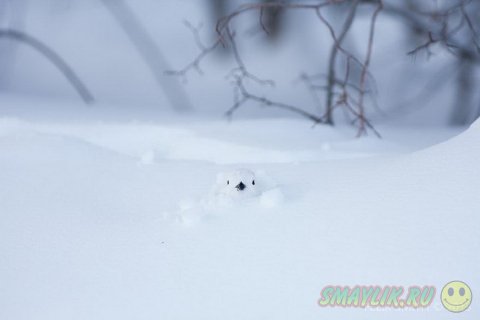 ����, �������� �������� � ������� ������