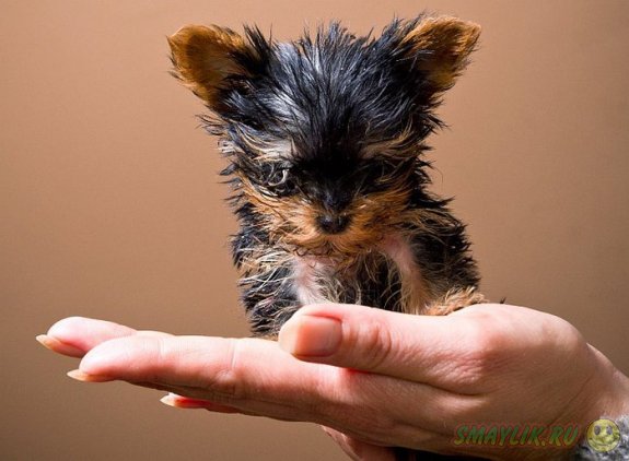 ����� ��������� ������ �� ������ �����