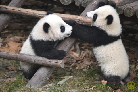 ���������� ���������� �� ���� ������� ����� �������