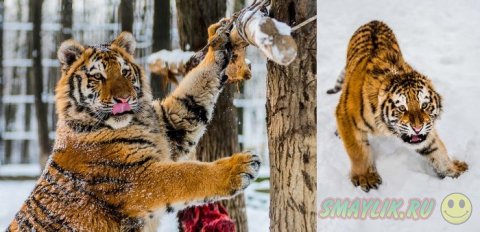 ���������� ���������� �� ���� ������� ����� �������