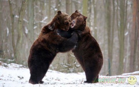 ���������� ���������� �� ���� ������� ����� �������