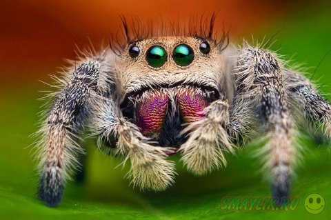 ����������� ����������� ������-��������