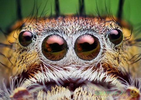 ����������� ����������� ������-��������