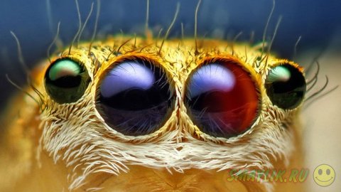 ����������� ����������� ������-��������