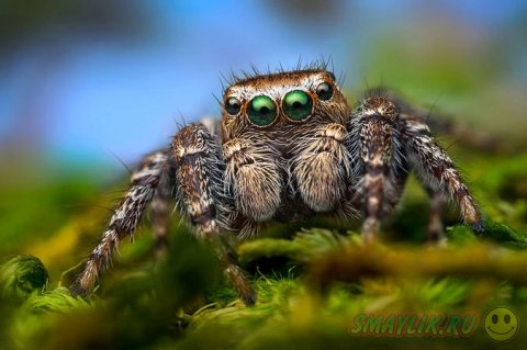 ����������� ����������� ������-��������