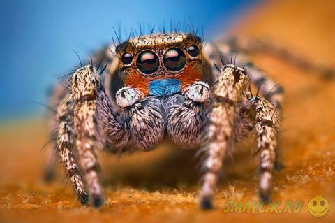 ����������� ����������� ������-��������