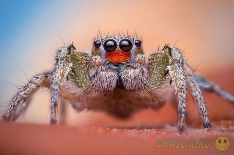 ����������� ����������� ������-��������