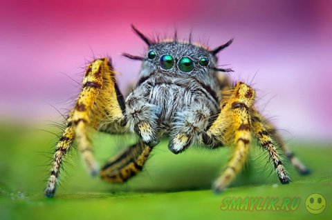 ����������� ����������� ������-��������