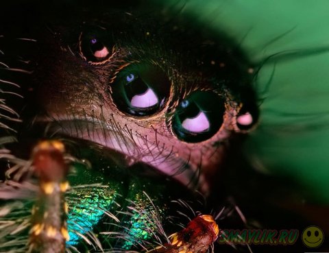 ����������� ����������� ������-��������