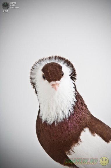 ������ � ����������� ������� ����� 