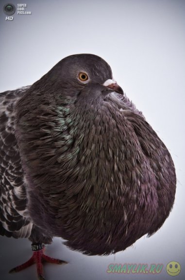 ������ � ����������� ������� ����� 