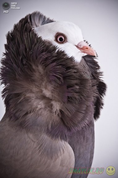 ������ � ����������� ������� ����� 