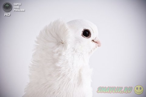 ������ � ����������� ������� ����� 