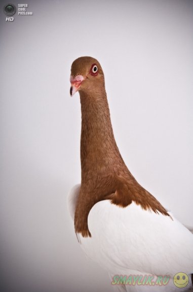 ������ � ����������� ������� ����� 