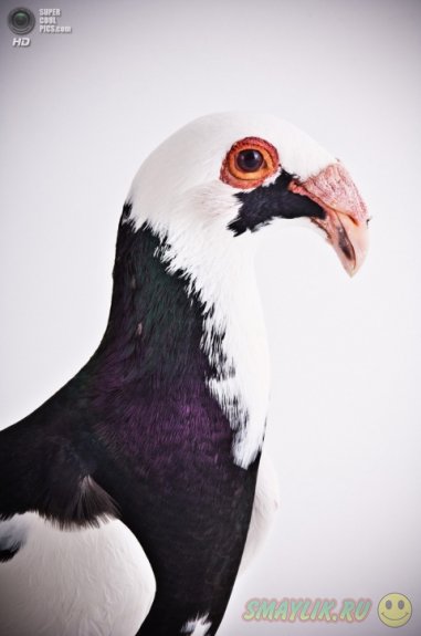 ������ � ����������� ������� ����� 