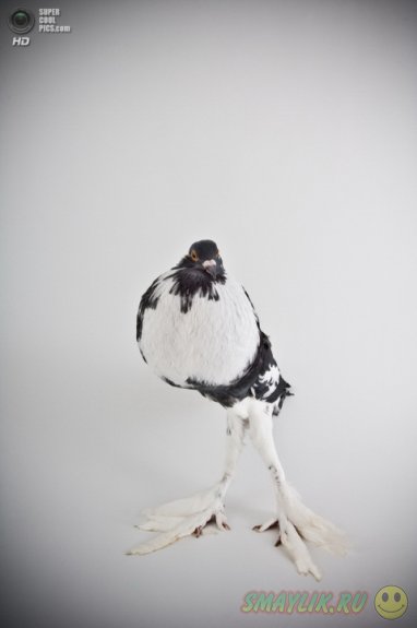 ������ � ����������� ������� ����� 