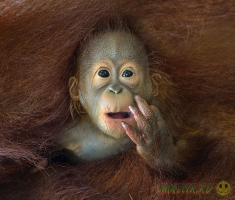 ����� ���������� ���������� �������� �Sony World Photography Awards 2014�