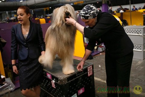 �������� ����� Westminster Kennel Club 2014 � ���-����� 