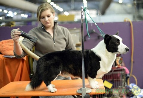 �������� ����� Westminster Kennel Club 2014 � ���-����� 