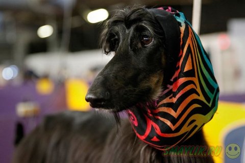 �������� ����� Westminster Kennel Club 2014 � ���-����� 