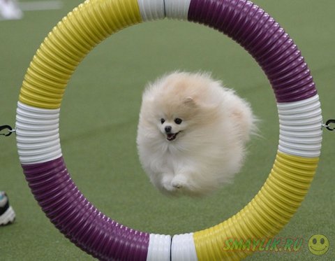 �������� ����� Westminster Kennel Club 2014 � ���-����� 