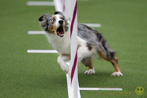 �������� ����� Westminster Kennel Club 2014 � ���-����� 