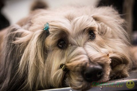 �������� ����� Westminster Kennel Club 2014 � ���-����� 