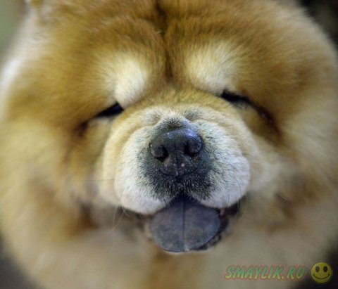 �������� ����� Westminster Kennel Club 2014 � ���-����� 