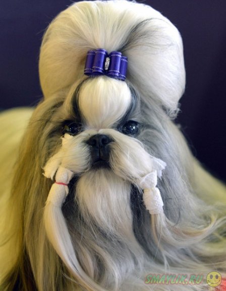 �������� ����� Westminster Kennel Club 2014 � ���-����� 