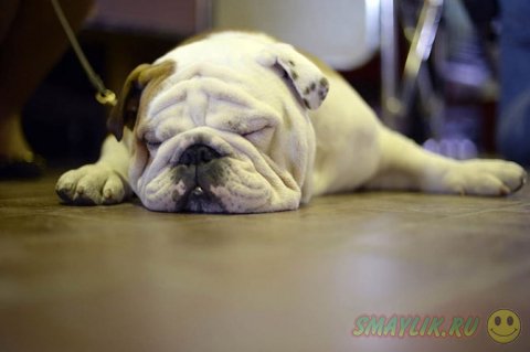 �������� ����� Westminster Kennel Club 2014 � ���-����� 