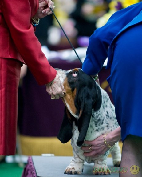 �������� ����� Westminster Kennel Club 2014 � ���-����� 