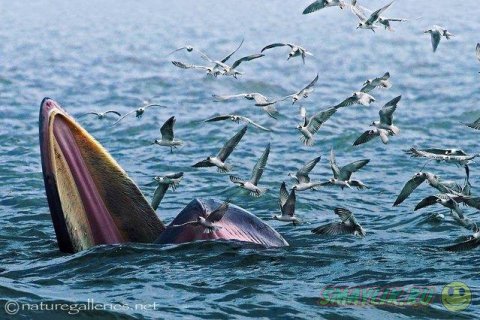 ������������ ������� ����� �������� �� ������ ����-�����