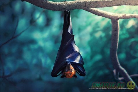 ������������ ������� ����� �������� �� ������ ����-�����