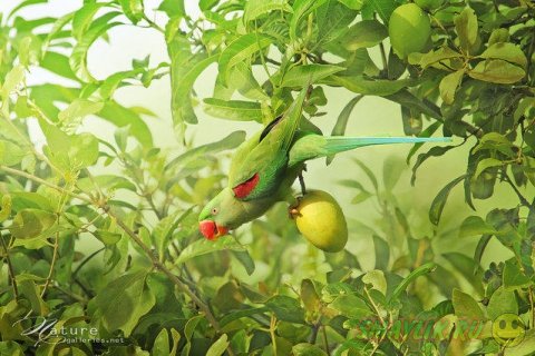 ������������ ������� ����� �������� �� ������ ����-�����