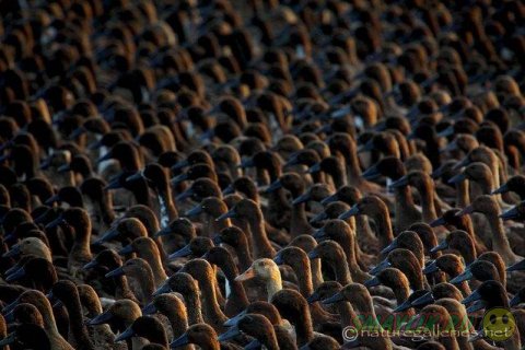 ������������ ������� ����� �������� �� ������ ����-�����