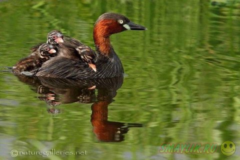 ������������ ������� ����� �������� �� ������ ����-�����