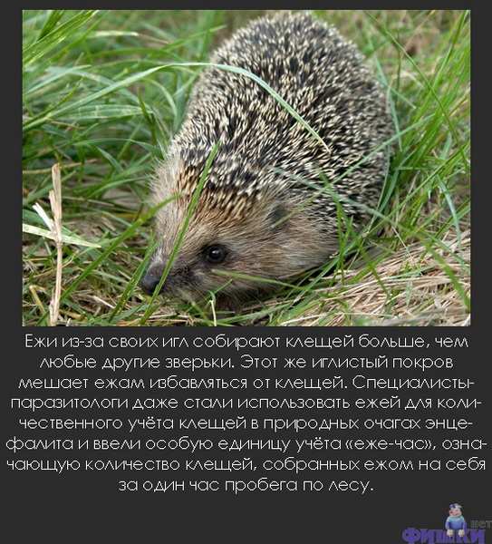 ����� ���������� �����