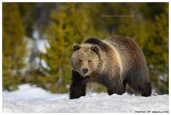 ���������� ����� �������