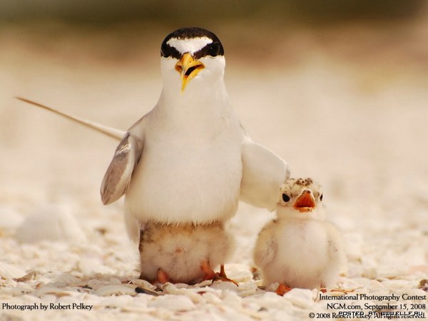 ������������� ������� ����������