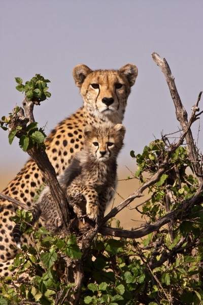 ��������� ��������