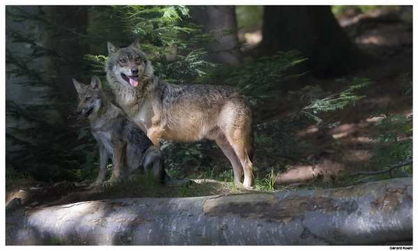 ������������ ���� "��������� ���"