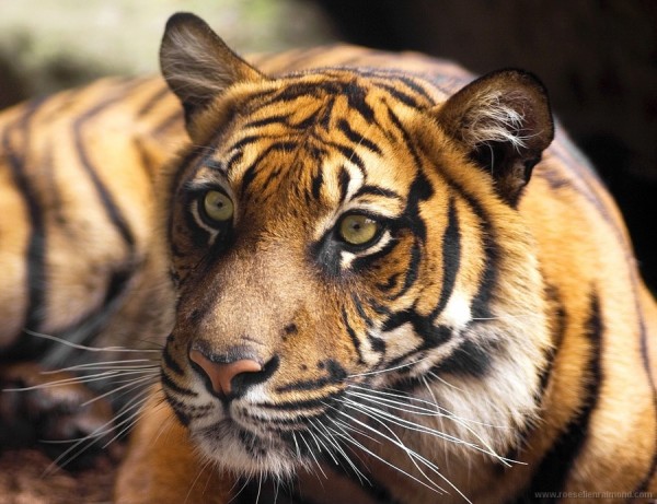 � ���� ��������