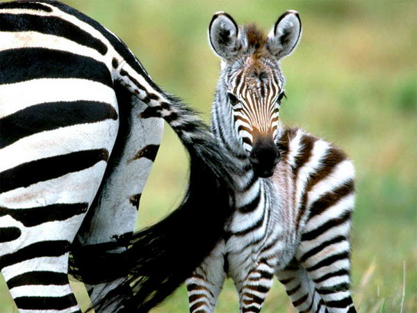 ��� �������� 3