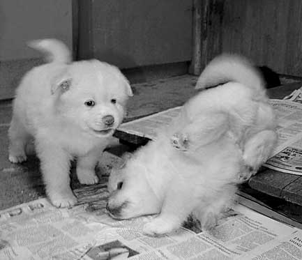 ���������� ��������