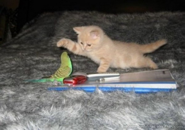 ��� � �������. ����� ��������