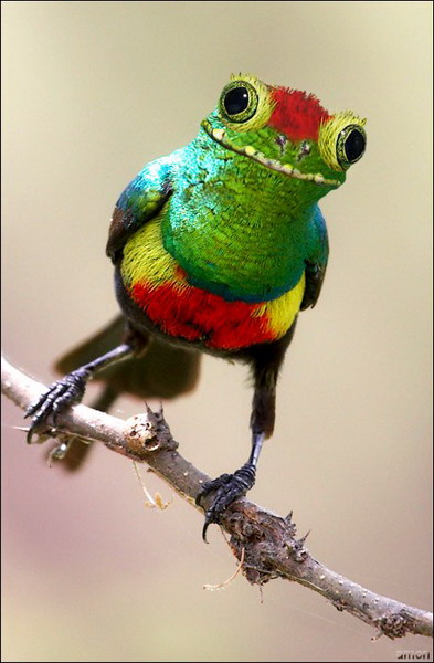 ���������� ��������