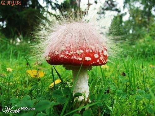 �������� ������