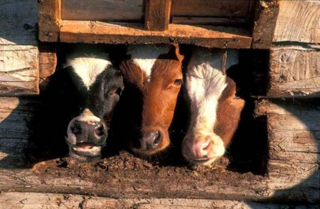 ��� ������...