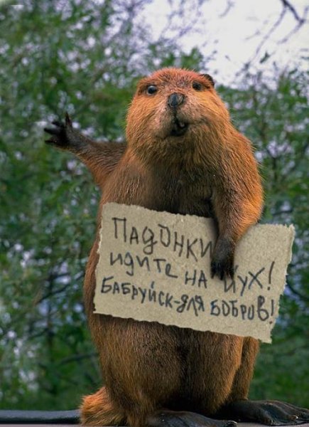 � ��������